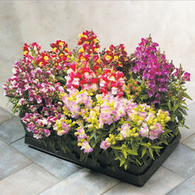 Bicolor Mix Floral Showers, (F1) Snapdragon Seeds